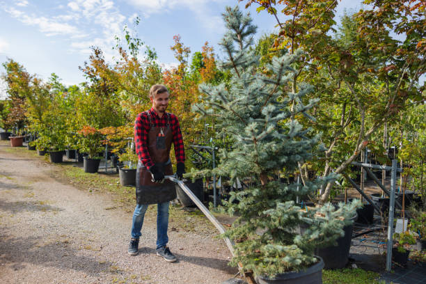 Best Tree Removal Services  in Cleveland, MS